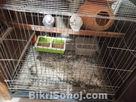 এক জোরা বাজিকা বিক্রি হবে খাচা,বাটি,হারি সব সহ